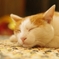 Zzz
