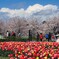 『チューリップ』+『桜』+『雲』+『空』