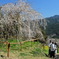 西村大師堂の垂れ桜