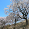 紅枝垂桜