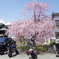 バイクのお花見