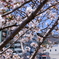 生田川公園
