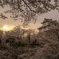 満開の鶴山公園の桜