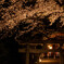 夜桜