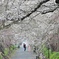 枝垂れ桜の下で