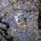 吉祥寺の桜