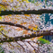 満開の桜