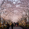 夜桜並木