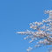 桜と青空