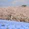 桜とネモフィラ