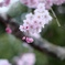 サクラ