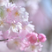 さくら✿さくら