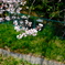 河川敷の桜