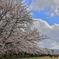春の宮川堤