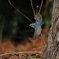 青い鳥