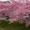 河津桜に誘われて
