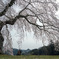 極楽桜