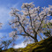 白龍園の桜