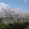 桜2