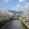 桜3