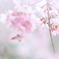 花冷えの朝に