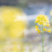 河畔に咲く菜の花