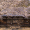 桜咲くお寺