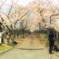 桜楽しむ。