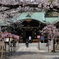 桜満開の境内 (769T)