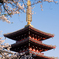 早朝の桜と五重塔