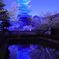 ブルーライトアップ×桜 in 2025