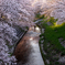 桜の下