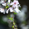 枝垂れ桜
