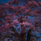 醍醐桜