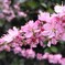 華やかな花飾り
