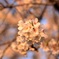 朝日をうけて②