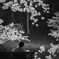 春の記憶 M2