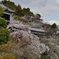 大和郡山城址の桜1