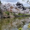 大和郡山城址の桜2