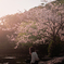 桜のように、あなたを好きだった