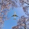 桜の木の下で！２