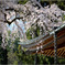 枝垂れ桜咲く-2