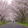 桜ロード