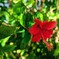 ハイビスカスの花のように