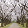 桜のプロムナード