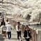 満開の桜⑨