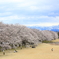 北アルプスと満開の桜