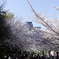 靭公園の桜①