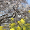 菜の花と桜2025-002
