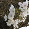 桜2025−001